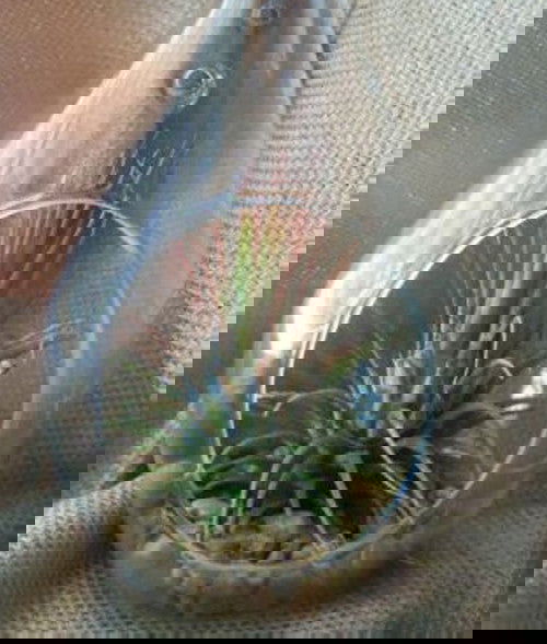 10 Pack of Hanging Clear Glass Tealight Candle Holder Tear Drop Pear Shape - 12cm High - Terrarium Plant Mini Garden Holder Decor - Next Deals AU