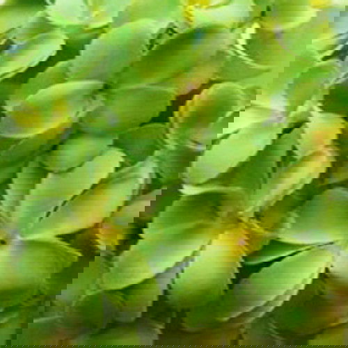 1 Set of 20 LED Green Frangipani Flower Battery String Lights Christmas Gift Home Wedding Party Decoration Outdoor Table Garland Wreath - Next Deals AU