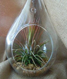 10 Pack of Hanging Clear Glass Tealight Candle Holder Tear Drop Pear Hour Glass Shape - 20cm High Terrarium Plant Mini Garden Holder Decoration Craft Gift - Next Deals AU