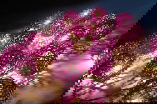 1 Set of 20 LED Cassis Purple 5cm Rattan Cane Ball Battery Powered String Lights Christmas Gift Home Wedding Party Bedroom Decoration Table Centrepiece - Next Deals AU