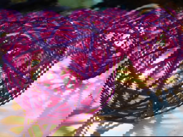 1 Set of 20 LED Cassis Purple 5cm Rattan Cane Ball Battery Powered String Lights Christmas Gift Home Wedding Party Bedroom Decoration Table Centrepiece - Next Deals AU