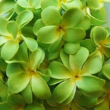 1 Set of 20 LED Green Frangipani Flower Battery String Lights Christmas Gift Home Wedding Party Decoration Outdoor Table Garland Wreath - Next Deals AU