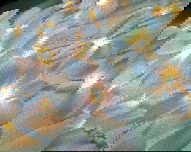 1 Set of 20 LED White Frangipani Flower Battery String Lights Christmas Gift Home Wedding Beach Party Decoration Outdoor Table Centrepiece - Next Deals AU