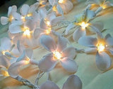 1 Set of 20 LED White Frangipani Flower Battery String Lights Christmas Gift Home Wedding Beach Party Decoration Outdoor Table Centrepiece - Next Deals AU